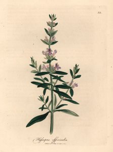 Fialově květovaný yzop, Hyssopus officinalis, z botanické ilustrace Jamese Sowerbyho z Williama Woodvilla a Sira Williama Jacksona Hookera „Medical Botany“ 1832 (ručně kolorovaná mědirytina) od James (after) Sowerby
