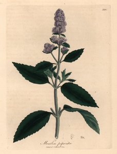 Fialově květovaná máta peprná, Mentha piperita, z botanické ilustrace Jamese Sowerbyho z William Woodville a Sira Williama Jacksona Hookera „Medical Botany“ 1832 (ručně kolorovaná mědirytina) od James (after) Sowerby