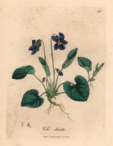 Fialově květovaná sladká fialka, Viola odorata, z botanické ilustrace Jamese Sowerbyho z William Woodville a Sira Williama Jacksona Hookera „Medical Botany“ 1832 (ručně kolorovaná mědirytina)