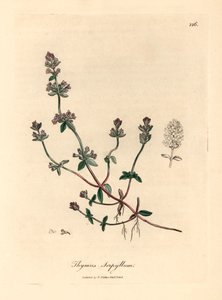 Fialově květovaný divoký tymián, Thymus serpyllum, z botanické ilustrace Jamese Sowerbyho z William Woodville a Sira Williama Jacksona Hookera „Medical Botany“ 1832 (ručně kolorovaná mědirytina) od James (after) Sowerby