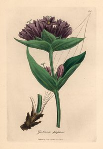 Hořec nachový, Gentiana purpurea, z botanické ilustrace Jamese Sowerbyho z Williama Woodvilla a Sira Williama Jacksona Hookera „Medical Botany“ 1832 (ručně kolorovaná mědirytina) od James (after) Sowerby