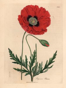 Červený nebo kukuřičný mák, Papaver rhoeas, z botanické ilustrace Jamese Sowerbyho z William Woodville a Sira Williama Jacksona Hookera „Medical Botany“ 1832 (ručně kolorovaná mědirytina) od James (after) Sowerby