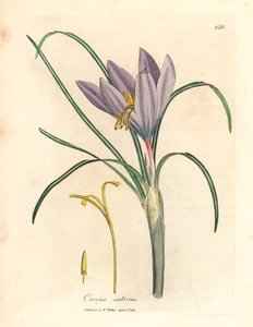 Šafránový krokus, Crocus sativus, z botanické ilustrace Jamese Sowerbyho z knihy William Woodville a Sira Williama Jacksona Hookera „Lékařská botanika“ 1832 (ručně kolorovaná mědirytina) od James (after) Sowerby
