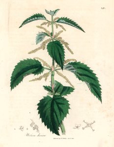 Kopřiva dvoudomá, Urtica dioica, z botanické ilustrace Jamese Sowerbyho z knihy William Woodville a Sira Williama Jacksona Hookera „Medical Botany“ 1832 (ručně kolorovaná mědirytina)