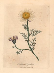 Bílý a žlutý španělský heřmánek, Anthemis pyrethrum, z botanické ilustrace Jamese Sowerbyho z William Woodville a Sira Williama Jacksona Hookera „Lékařská botanika“ 1832 (ručně kolorovaná mědirytina) od James (after) Sowerby