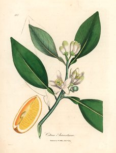 Bílý květ a část zralých plodů pomerančovníku, Citrus aurantium, z botanické ilustrace Jamese Sowerbyho z William Woodville a Sira Williama Jacksona Hookera „Medical Botany“ 1832 (ručně kolorovaná mědirytina) od James (after) Sowerby