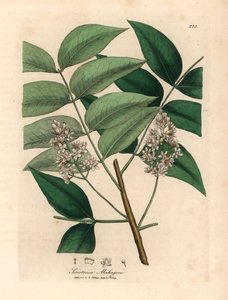 Bíle rozkvetlý mahagonový strom, Swietenia mahogani, z botanické ilustrace Jamese Sowerbyho z William Woodville a Sira Williama Jacksona Hookera „Medical Botany“ 1832 (ručně kolorovaná mědirytina) od James (after) Sowerby