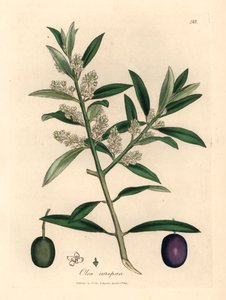 Bíle květovaný evropský olivovník s plody, Olea europaea, z botanické ilustrace Jamese Sowerbyho z Williama Woodvilla a Sira Williama Jacksona Hookera „Medical Botany“ 1832 (ručně kolorovaná mědirytina) od James (after) Sowerby