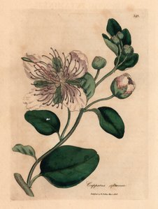 Bílý květovaný keř kapary, Capparis spinosa, z botanické ilustrace Jamese Sowerbyho z William Woodville a Sira Williama Jacksona Hookera „Medical Botany“ 1832 (ručně kolorovaná mědirytina) od James (after) Sowerby
