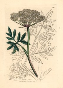 Bíle květovaný vodní jedlovec, Cicuta virosa , z botanické ilustrace Jamese Sowerbyho z Williama Woodvilla a Sira Williama Jacksona Hookera "Medical Botany" 1832 (ručně kolorovaná mědirytina) od James (after) Sowerby