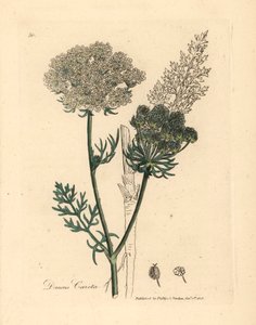 Bílá květovaná rostlina divoké mrkve, Daucus carota, z botanické ilustrace Jamese Sowerbyho z William Woodville a Sira Williama Jacksona Hookera „Medical Botany“ 1832 (ručně kolorovaná mědirytina) od James (after) Sowerby