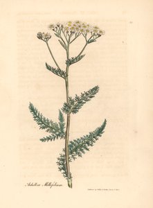 Bílý květovaný řebříček nebo jehličnan, Achillea millefolium, z botanické ilustrace Jamese Sowerbyho z William Woodville a Sira Williama Jacksona Hookera „Medical Botany“ 1832 (ručně kolorovaná mědirytina)