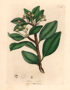 Strom zimní kůry, Wintera aromatica, Drimys winteri, z botanické ilustrace Jamese Sowerbyho z Williama Woodvilla a Sira Williama Jacksona Hookera „Lékařská botanika“ 1832 (ručně kolorovaná mědirytina)