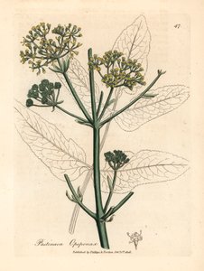 Žlutě květovaný opopanax nebo drsný pastinák, Pastinaca opopanax, z botanické ilustrace Jamese Sowerbyho z William Woodville a Sira Williama Jacksona Hookera „Medical Botany“ 1832 (ručně kolorovaná mědirytina) od James (after) Sowerby