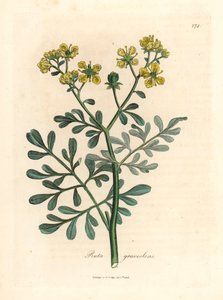 Žlutě květovaná rue, Ruta graveolens, z botanické ilustrace Jamese Sowerbyho z Williama Woodvilla a Sira Williama Jacksona Hookera „Medical Botany“ 1832 (ručně kolorovaná mědirytina) od James (after) Sowerby
