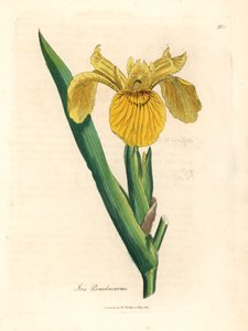 Žlutá vodní vlajka, Iris pseudocorus, z botanické ilustrace Jamese Sowerbyho z Williama Woodvilla a Sira Williama Jacksona Hookera „Medical Botany“ 1832 (ručně kolorovaná mědirytina) od James (after) Sowerby