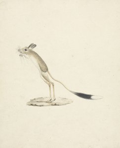 Jerboa č. 4 (wc přes grafit na papíře) od James 1730 94 Bruce