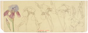 Botanická studia, 1900-30 (wc na papíře) od James Atherton