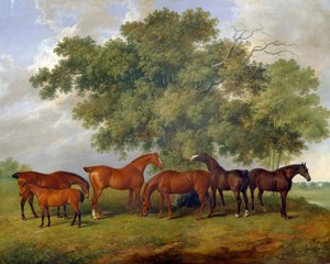 Theobald Stud, 1825