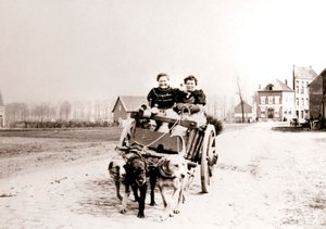 Psi táhnoucí ženy na voze, Antverpy, 1898.
