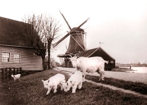 Kozy, Laandam, Nizozemsko, 1898. od James Batkin