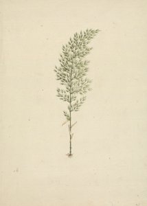 Arundinaria alpine K. Schum. (African Bamboo): hotová kresba habitu s kořeny od James Bruce