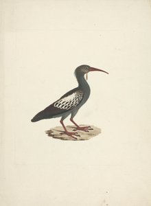 Bostrychia carunculata (ibis bělavý) od James Bruce