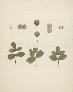 Commiphora gileadensis (L.) C. Chr. (Balzám z Gileadu, Opobalsam): dokončená kresba ovoce, rozřezaných plodů a listů od James Bruce