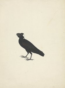 Corvs crassirostris (silně účtovaný havran) od James Bruce