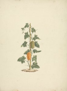 Cucumis metuliferus Naud (Divoká okurka): hotová kresba od James Bruce