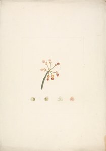 Euphorbia Nubica N.E. Br. (Nubian Spurge): hotový kresba kvetoucího a plodného natáčení, s podrobnostmi o květinových pitvách od James Bruce