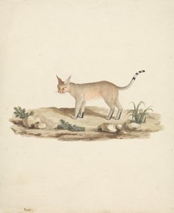 Zavedený Lynx od James Bruce