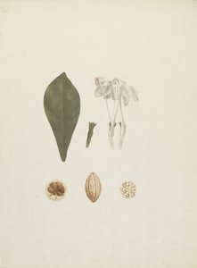 Gardenia ternifolia Schum.& Thonn. (Jovis-Tonantis): hotová kresba s dodatečným detailem ovoce od James Bruce