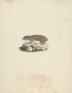 Heterohyrax brucei (hyrax žlutoskvrnný) od James Bruce
