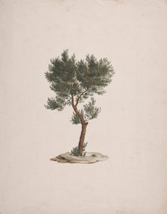 Juniperus procera Endl. (African Pencil Cedar): dokončená kresba habitu stromů od James Bruce
