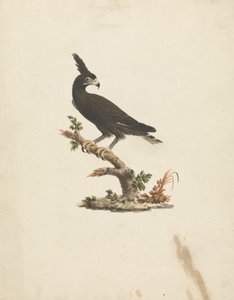 Lophaetus occipitalis (orel chocholatý) od James Bruce