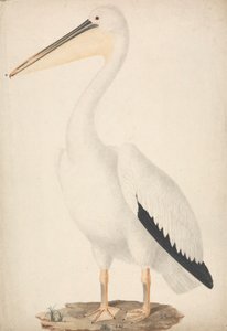 Pelecanus onocrotalus (pelikán bílý) od James Bruce