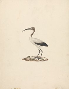 Threskiornis ethiopicus (Ibis posvátný africký) od James Bruce