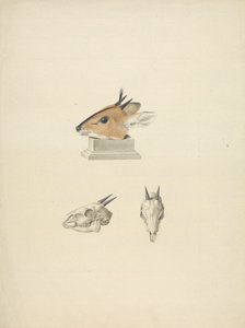 Unidentified Madoqua (Dik-dik): studium hlavy a lebky od James Bruce