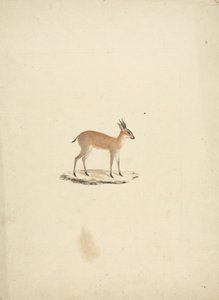 Neznámá madogua (Dik-dik) od James Bruce