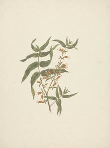 Woodfordia Uniflora (A. Rich.) Koehne: hotový kresba kvetoucího střílení od James Bruce