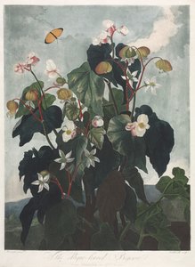 Temple of Flora, nebo Garden of Nature: The Obique-leaved Begonia