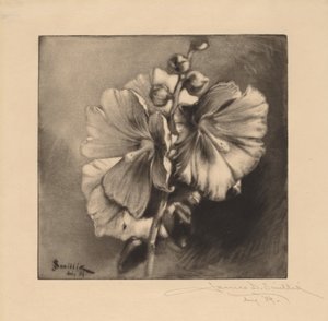 Single Hollyhocks od James David Smillie