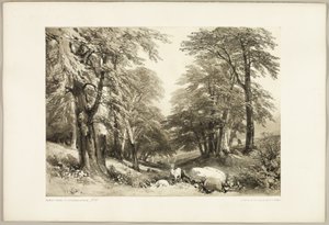 Buky v parku Arundale, z parku a lesa od James Duffield Harding