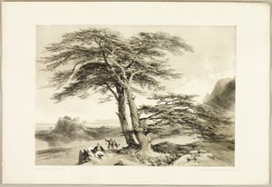 Libanonské cedry, z knihy Park a les od James Duffield Harding