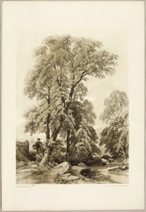 Jilm a bříza, z parku a lesa od James Duffield Harding