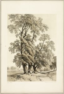 Jilm, z parku a lesa od James Duffield Harding