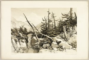 Modřín, z parku a lesa od James Duffield Harding