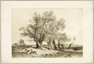 Pollard Willow, z The Park and the Forest od James Duffield Harding