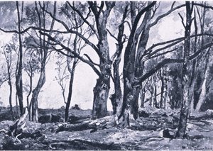 Pollard Willows na Windsorských loukách, Nature in Britain nakladatelství Collins od James Duffield Harding